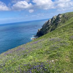 Grüner Hang mit lila Glockenblumen führt zu felsigen Küstenklippen mit Blick auf den blauen Atlantik in Cornwall unter bewölktem Himmel.
