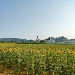 Collio
