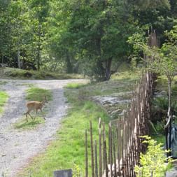 Braunes Reh überquert einen Schotterweg mit Holzzaun und grüner Vegetation bei Järna auf der Radroute nach Trosa, Schweden.