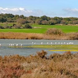 Flamingos Flamingos in Sizilien