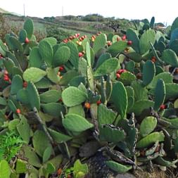 Large prickly pear cacti with flat green pads and bright red fruits growing on El Hierro. Rural landscape with hills visible in background.