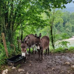 Zwei Esel stehen vor einem Trog mit Wasser im Wald. Im Hintergrund ist der Fluss Soca, Slowenien.