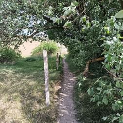 Schmaler Erdweg zwischen dichten grünen Bäumen und Büschen, mit Holzzaunpfählen links und offenem Feld im Hintergrund.