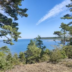 Der Blick aus einem Wald hinaus auf der Meer in Gotland.