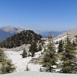 Grüne Bäume in Schneelandschaft mit Felsen im Hintergrund