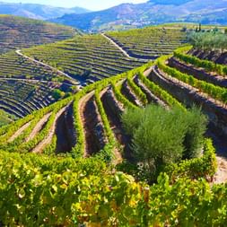Weinbaugebiet im Douro Tal