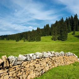 Eine kleine Steinmauer verläuft über eine grüne Wiese mit Wald im Hintergrund.