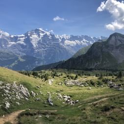 Von einem Bergweg hinab sieht man das gesamte Jungfrau Massiv hinter grünen Wiesen.