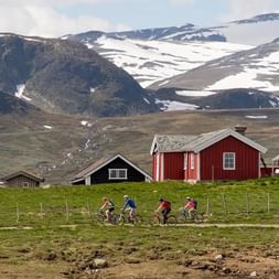 Vier Radfahrer fahren an roten Holzgebäuden auf grüner Wiese vorbei, schneebedeckte Berge im Hintergrund entlang der Mjølkevegen-Route.