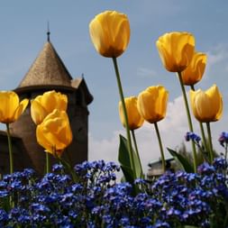 Yellow tulips in front of the castle tower in Morges