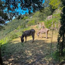 Zwei Esel grasen auf einem terrassierten Hang in Cinque Terre, Ligurien. Steinmauern und üppige Vegetation umgeben die eingezäunte Weide unter blauem Himmel.