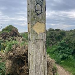 Verwitterter Holzpfosten mit Eichelsymbol und gelbem Pfeil nach rechts, umgeben von grünen Hecken und Küstenvegetation in Cornwall.