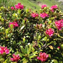 Almrausch am Dolomiten Höhenweg