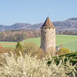Historischer Steinturm mit Kegeldach in Courtedoux, Jura Ajoie. Weiß blühende Bäume im Vordergrund, grüne Felder und bewaldete Hügel im Hintergrund.