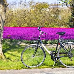 Fahrrad vor einem Blumenfeld
