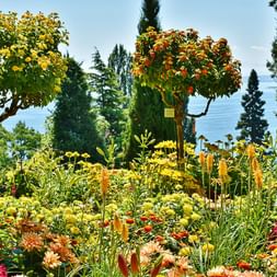 Ein Garten mit Bäumchen und bunten Blumen in allen Farben und Formen am See