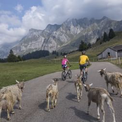 Zwei Mountainbiker fahren einen Berg hinunter auf der Panorama Bike Tour in der Ostschweiz. Hinter ihnen sind fünf Ziegen.