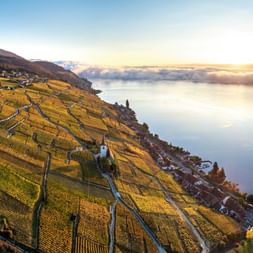 Weinreben am Bielersee bei untergehender Sonne.