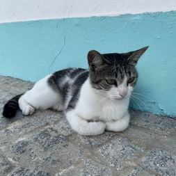 Katze in Portugal.