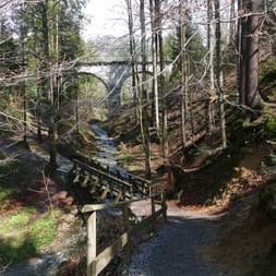 Sicht auf sonnigen Waldabschnitt mit Brücke und Wandersteg