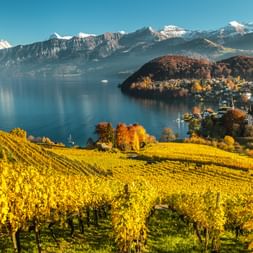 View from a vineyard overlooking Spiez on Lake Thun