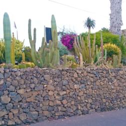 Kakteengarten auf Lanzarote