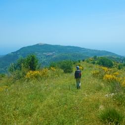 Wanderwege mitten durch die blühende Flora des Cilento
