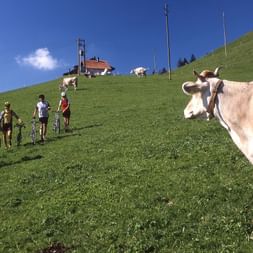 Vier Rennvelo fahren laufen mit ihren Rädern zwischen Kühe die Wiese hinunter.