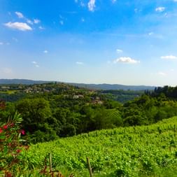 Grüne Weinberge mit rosa blühendem Oleander im Vordergrund, Blick auf Hügel und ferne Berge unter blauem Himmel mit Wolken.