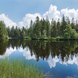 Etang de la Gruère See mit perfekter Spiegelung des dichten Nadelwaldes und weißer Wolken im blauen Himmel. Grünes Schilf im Vordergrund.