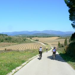 Drei Radfahrer fahren auf einer asphaltierten Straße durch Weinberglandschaft in Nordkatalonien mit Bergen im Hintergrund unter blauem Himmel.