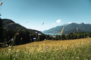 Wildblumenwiese mit lila und weißen Blüten im Vordergrund, Berge und See im Hintergrund unter blauem Himmel bei Strobl.