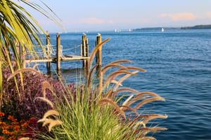 Blick auf den Bodensee mit Ziergräsern und lila Blüten im Vordergrund, Holzsteg mit Pfosten und weißen Segelbooten auf blauem Wasser.