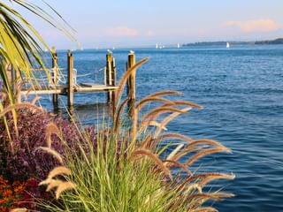 Blick auf den Bodensee mit Ziergräsern und lila Blüten im Vordergrund, Holzsteg mit Pfosten und weißen Segelbooten auf blauem Wasser.