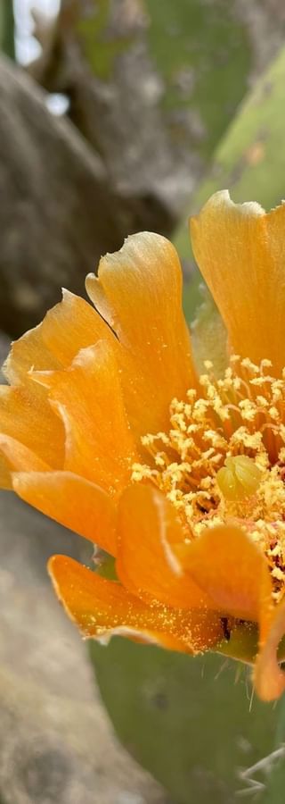 Kaktusblüte in Portugal.