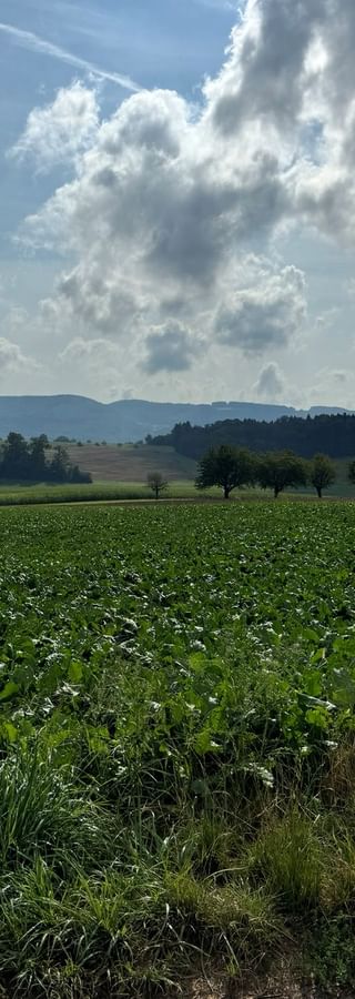 Man sieht die Felder und Hügel der Region zwischen Basel und Laufen.