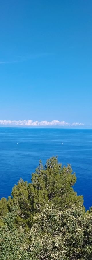 Blick auf Bäume und das weite Mittelmeer in Mallorca.