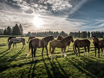 L'Ajoie abrite de nombreux chevaux.