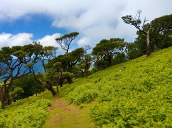 Charakteristische Vegetation auf Madeiras Wanderwegen