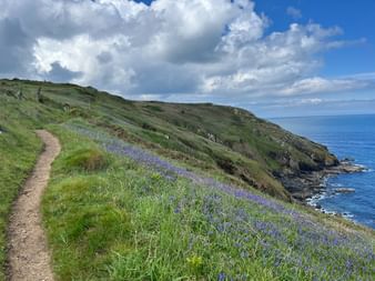 Wanderweg entlang grasbewachsener Klippe in Cornwall mit lila Glockenblumen, mit Blick auf blaues Meer unter bewölktem Himmel.
