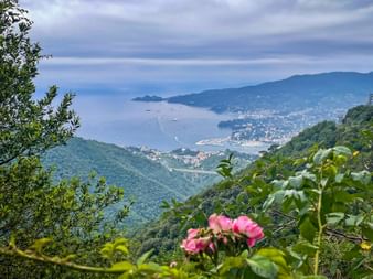 Rosa Rosen im Vordergrund mit Panoramablick auf italienische Küstenstadt, Bucht mit Booten und grünen Hügeln in Cinque Terre.