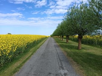 Schotterweg zwischen blühenden gelben Rapsfeldern und einer Reihe grüner Bäume unter blauem Himmel auf dem Österlenleden in Schweden.
