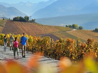 Vineyards as far as the eye can see. Valais wine trail. Hiking holidays with Eurotrek.