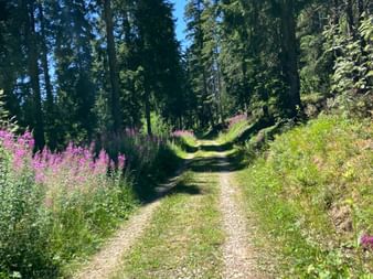 Gravel trail through Gantrisch forest near Bern, lined with tall conifers and pink wildflowers under a blue sky.