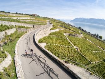 Deux cyclistes sur une route sinueuse à travers les vignobles en terrasses de Rivas, Canton de Vaud, avec le lac Léman et les montagnes.