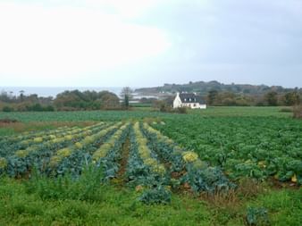 Weißes Haus mit dunklem Dach in der Bretagne, umgeben von Reihen von Kohl und Gemüse. Im Hintergrund sind Meer und Hügel sichtbar.