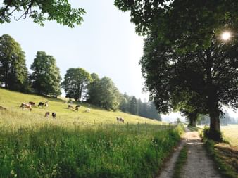 Naturpark Doubs in der Nordwestschweiz.