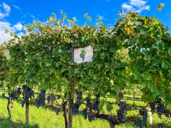 Weinreben am Wanderweg Kaltern - Coredo