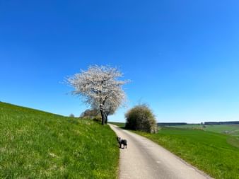 Chien noir marchant sur route de campagne à travers prairies vertes. Arbre blanc en fleurs se dresse près du chemin sous ciel bleu.