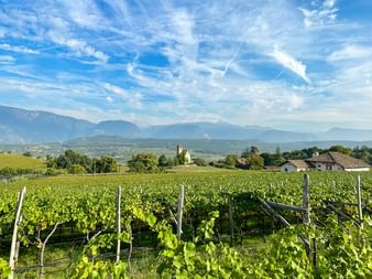 Üppige grüne Weinreben in Eppan mit Kirche und Dorfgebäuden im Mittelgrund, dahinter Bergketten unter blauem Himmel.